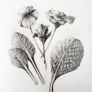 Primrose (Primula vulgaris) by Deborah Kopka
