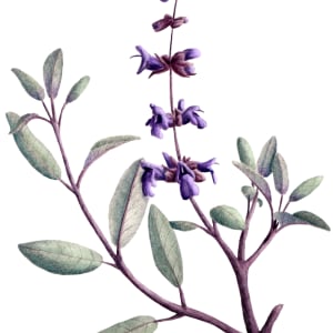 Purple Sage (Salvia leucophylla) by Tristan Stephan
