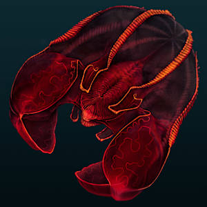 Bloodbelly Comb Jelly, Lampocteis cruentiventer by Robert Long