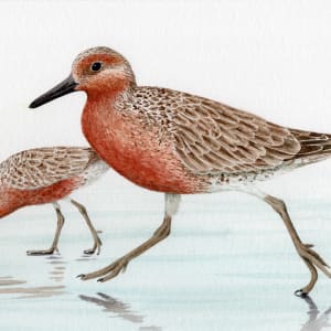 Red Knots on the Estuary in Seaside, Oregon by Nora Sherwood