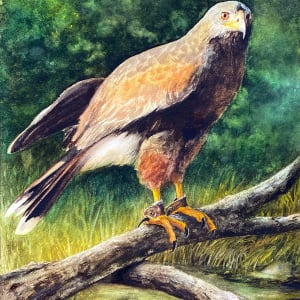 Portrait of Genesis, the Harris's Hawk by Pamela Riddle