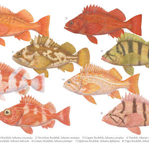 Rockfishes by Evelyn Lam