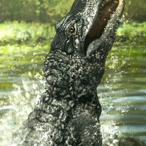 American Alligator by Keith Kratz