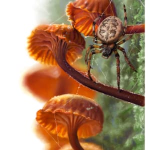 Mushroom Visitors: Furrow Spider by Suzanne Eaton
