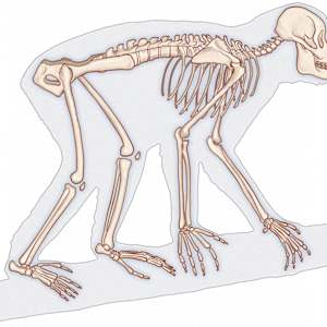 Skeleton of Proconsul africanus – Early Primate from East Africa by Carolina Hrejsa