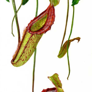 Common Pitcher Plant by Sophia Hart