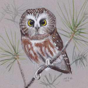 Northern Saw-whet Owl by Jack Hobe