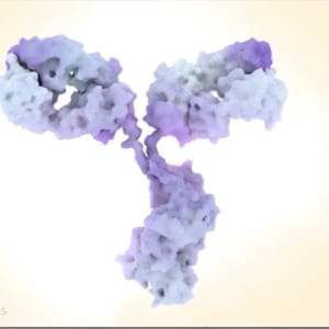 Antibody (Immunoglobulin) by Veronica Falconieri Hays