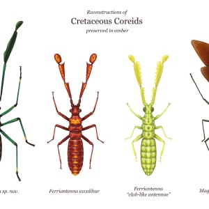 Reconstructions of Cretaceous Coreids Preserved in Amber by Elizabeth Sisk