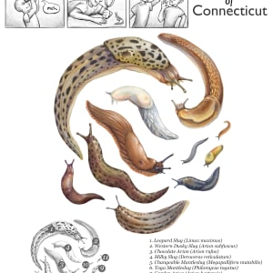 Slugs of Connecticut by Haley Grunloh