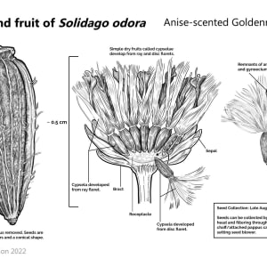 Seeds and Fruit of Solidago Odora by Gus Rasich