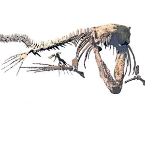 Mosasaur skeleton from the Canadian Fossil Discovery Center by Stevie Morley