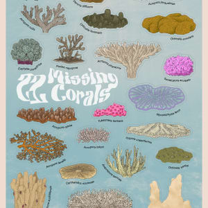 22 Missing Corals by Sunghwan Bae