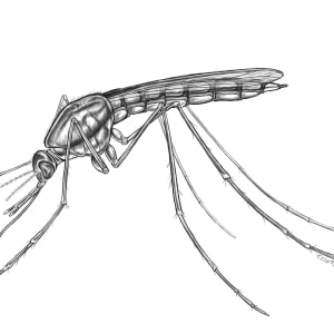 Anopheles gambiae: Malaria vector mosquito, female by Tamara Clark