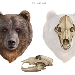 Cranial study of “Ursus Arctos” by David Ranchal