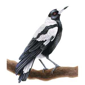 Australian Magpie by Caitlin Rausch