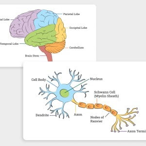 Brain and Neuron Diagrams by Caitlin Rausch