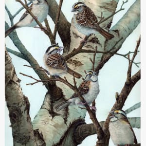 White Throated Sparrows in Birch by Ginko Bergel