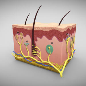 Sensory Receptors of the Human Skin by Zac Goh
