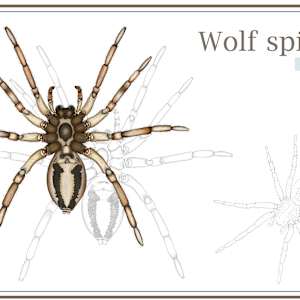 Wolf Spider Diagram by Zia Abraham
