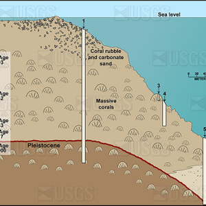 Dry Tortugas cross section by Betsy Boynton