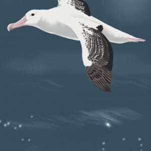 The Plight of Albatross by Patricia Latas