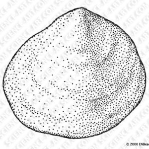 Jingle Shell by Erica Beade