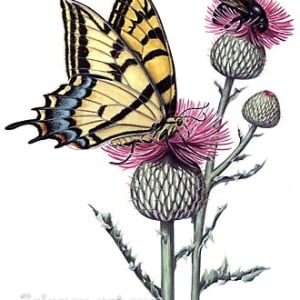 Butterfly and Bee by Rachel Ivanyi, AFC