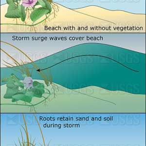 Beach vegetation helps prevent erosion by Betsy Boynton