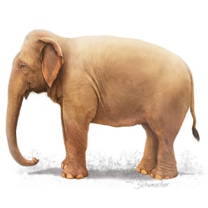 Asian elephant by Mesa Schumacher