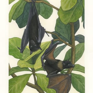 Flying Foxes by Madison Mayfield