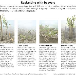 Mighty ecosystem engineers by Fiona Martin 