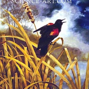 Red Winged Blackbird by Sandra Williams