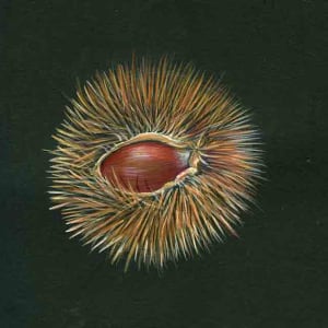 Horse Chestnut by Dorie Petrochko