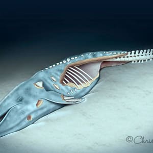 Whale fall by Chris Gralapp