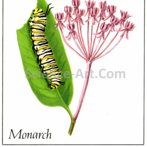 Monarch Caterpillar on Milkweed by Margaret Garrison