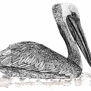 Brown Pelican by Bridget Bailey
