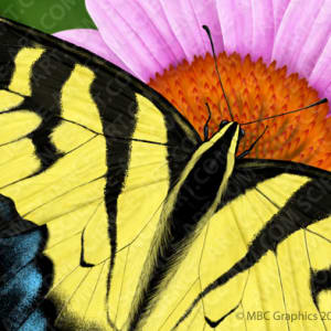 Eastern Tiger Swallowtail - Detail by Erica Beade