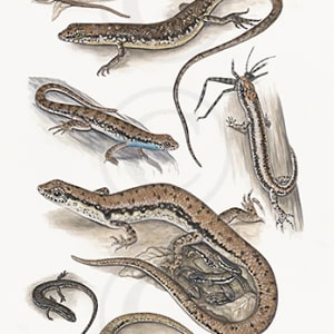 Plate 34, Scincidae by Rachel Ivanyi, AFC