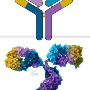 Antibody Structure by Veronica Falconieri Hays