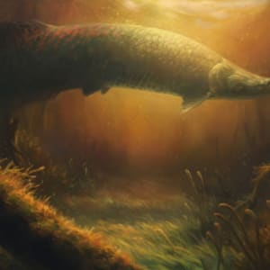 Arapaima (Arapaima Gigas) by C. J. Ellison