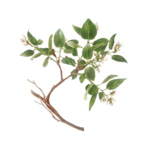 Arctostaphylos manzanita subsp. laevigata, Contra Costa Manzanita by Deb Shaw