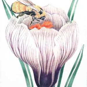 Bumblebee on Crocus by Richard Rauh