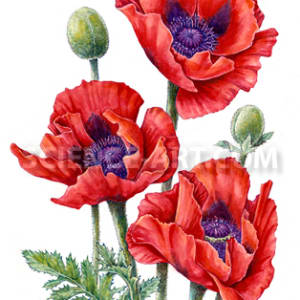 Oriental Poppy watercolor illustration by Marjorie Leggitt