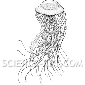 Sea Nettle Chrysaora sp. by John Norton