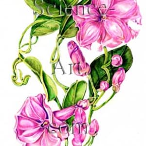 Ipomoea sphenophylla by Chris Sanders