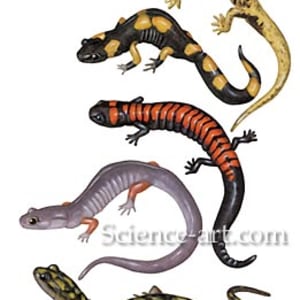 Salamanders by Rachel Ivanyi, AFC