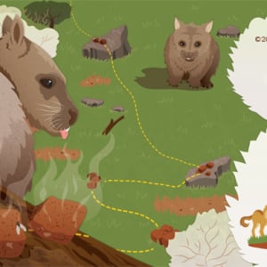 Southern hairy-nosed wombat by Sara Cramb