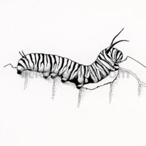 Monarch Caterpillar by Margaret Garrison