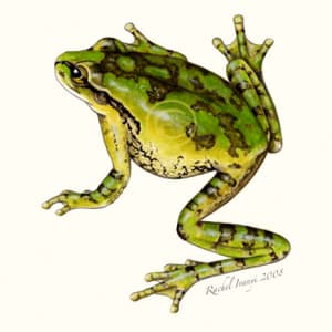 Mexican Tree Frog by Rachel Ivanyi, AFC